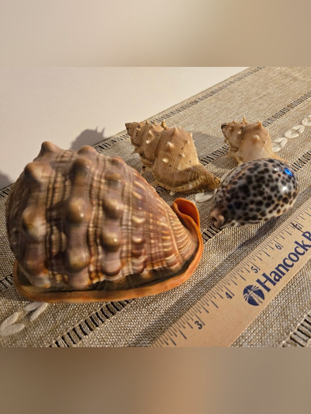 4 Beautiful Sea Shells - Picture 5 of 7